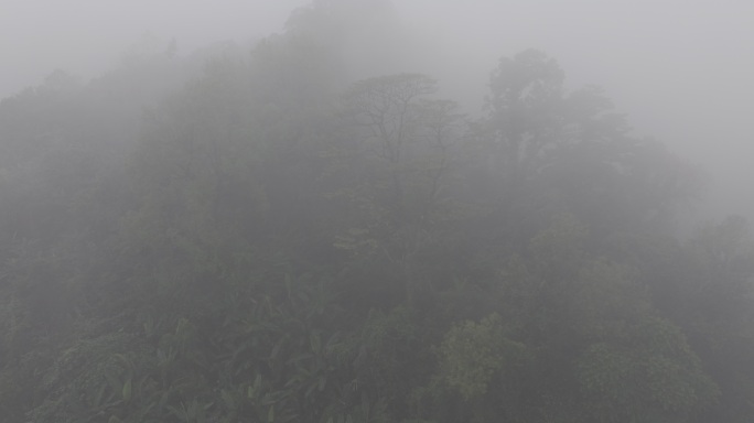 4K-Log-航拍热带雨林，海南百花岭