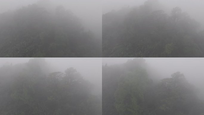 4K-Log-航拍热带雨林，海南百花岭