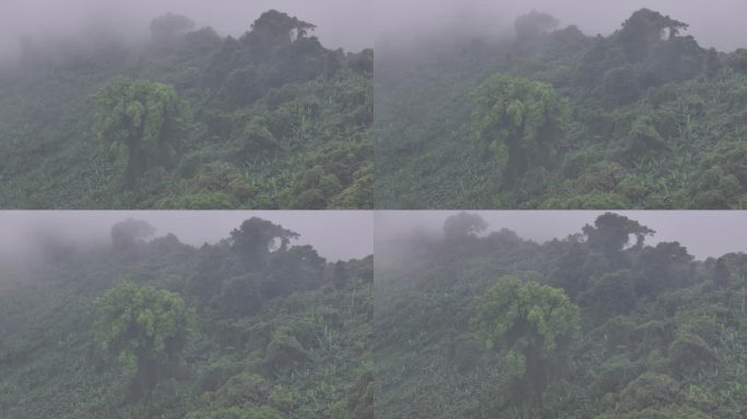 4K-Log-航拍热带雨林，海南百花岭