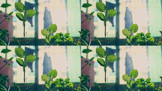 绿叶特写4K视频素材