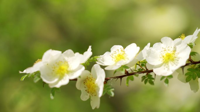 黄刺玫瑰花朵公园绿化