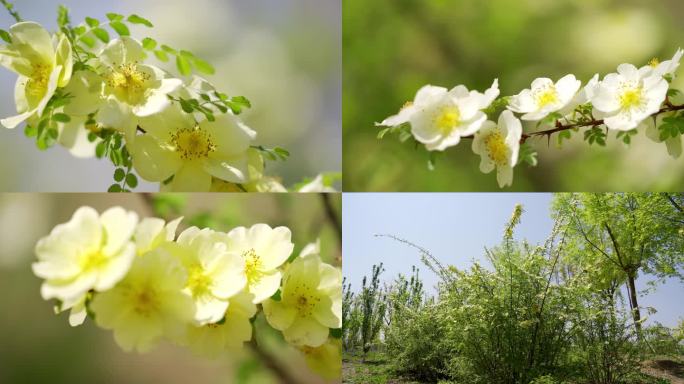 黄刺玫瑰花朵公园绿化