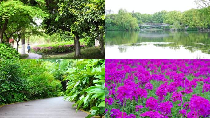 春天 公园 植物 湖水 景观 休闲生活