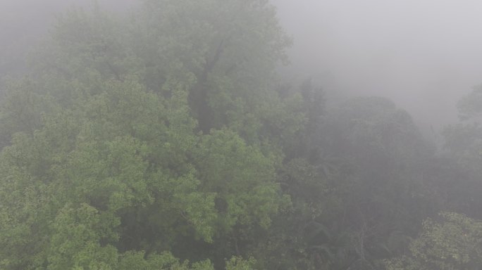 4K-Log-航拍热带雨林，海南百花岭