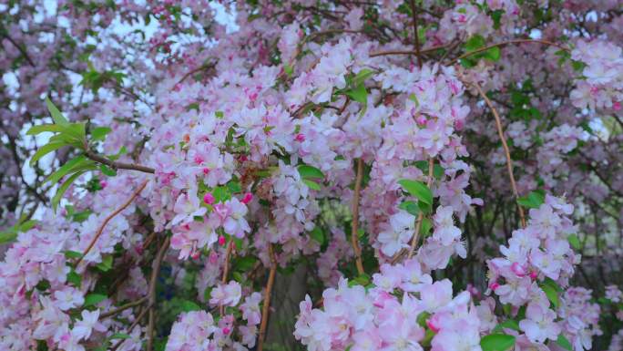 自然花开 发芽  大自然  立春春季立夏