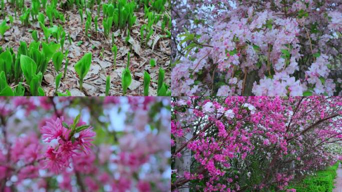 自然花开 发芽  大自然  立春春季立夏