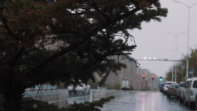 下雨天树上雨滴滴落车流穿梭唯美意境空镜