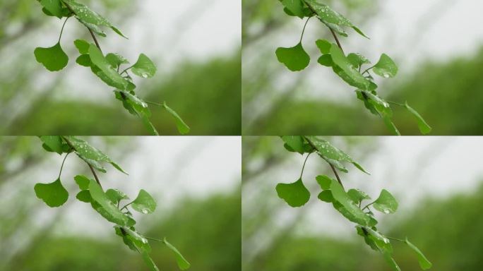 春意怏然  春雨  枝芽嫩叶