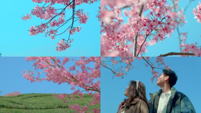 春季樱花氛围感蓝天素材合集