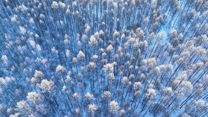 鸟瞰林海雪原雪林