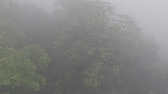 4K-Log-航拍热带雨林，海南百花岭