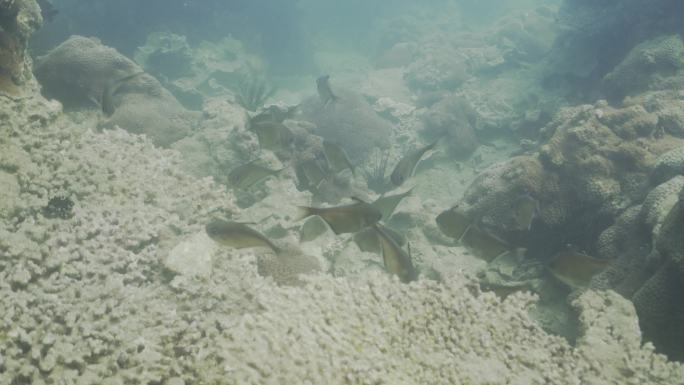 潜水 海底 珊瑚礁 海底捕鱼 海底鱼群