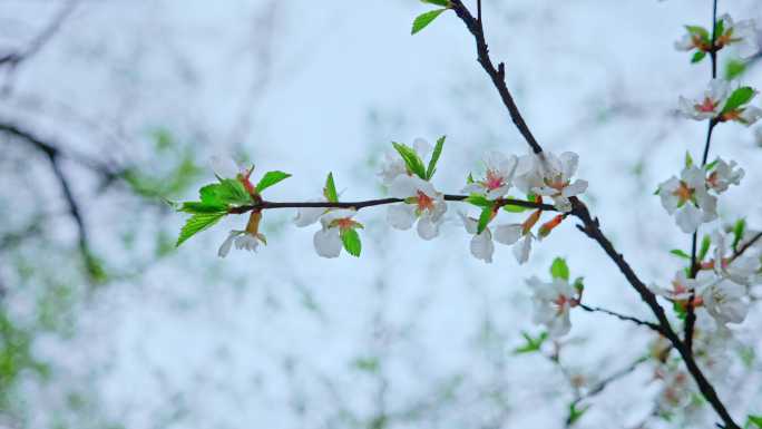 逆光  发芽 立夏 春暖花开 自然 立春