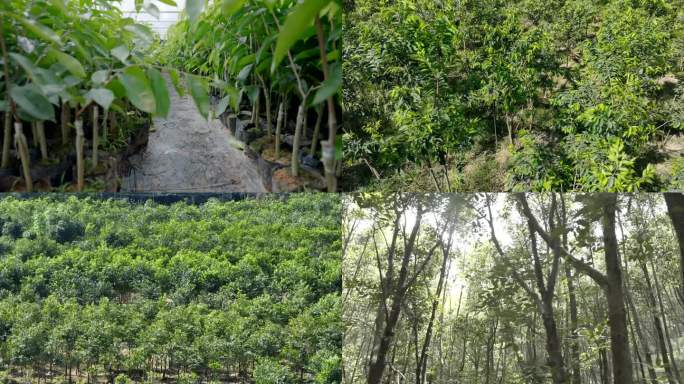 沉香沉香种植沉香树苗沉香基地