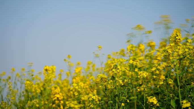 油菜花