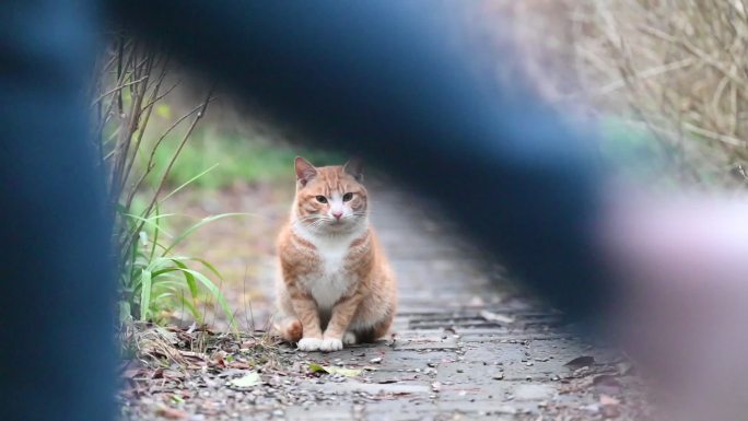 路边的小野猫打盹的视频