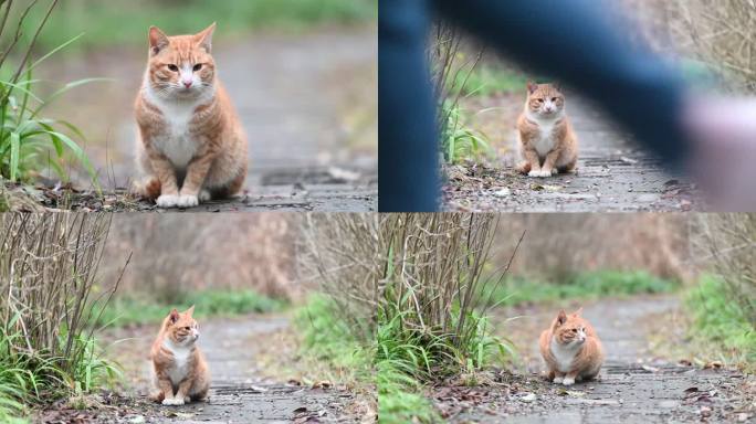 路边的小野猫打盹的视频