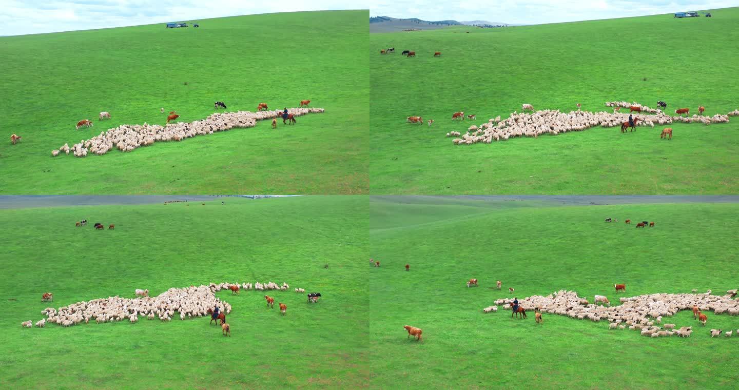 呼伦贝尔大草原羊群牧羊牧场骑马放羊