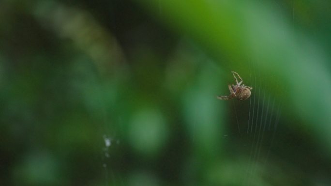 《自然编织者：蜘蛛的丝网之舞》