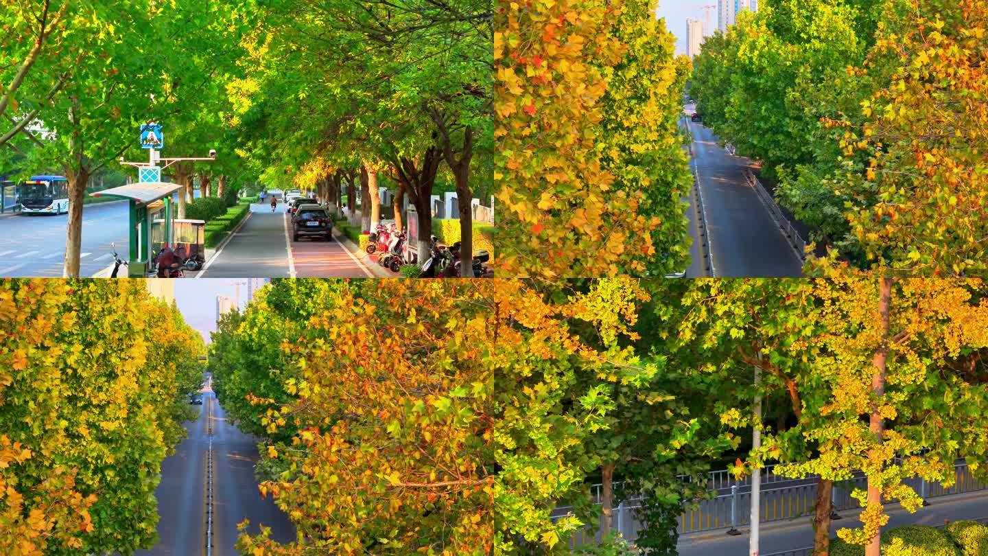 秋天秋叶秋景 初秋 道路 航拍