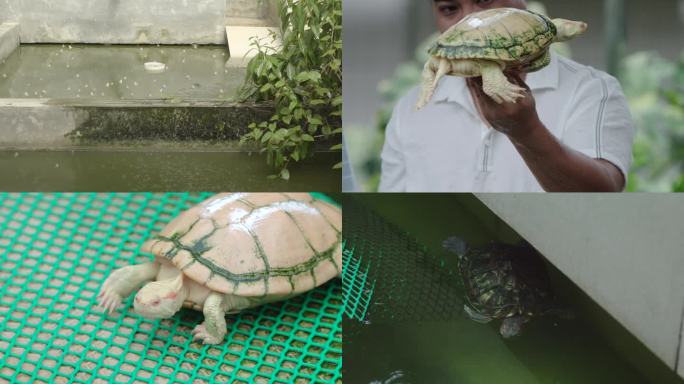 中华龟草龟乌龟金钱龟养殖基地