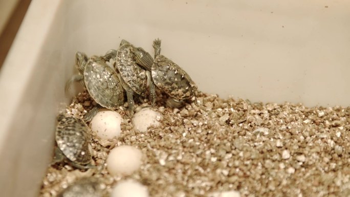 龟蛋孵化中华龟草龟乌龟金钱龟养殖基地