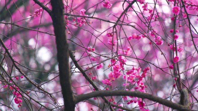 植物园公园梅花花朵开花春天风景视频素材4