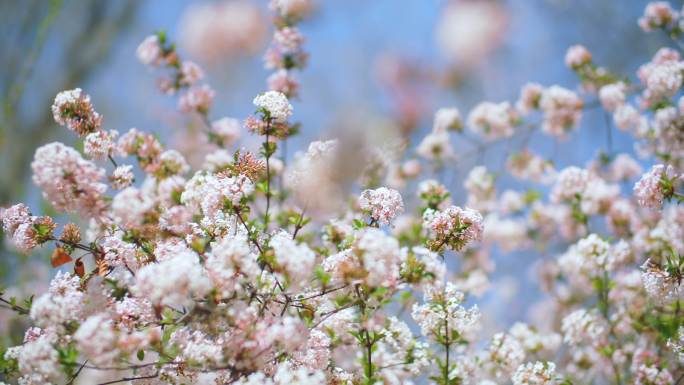 繁花似锦春色满园关不住春暖花开