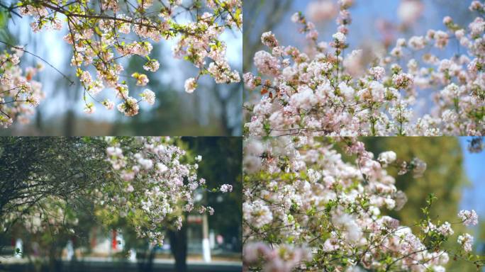 繁花似锦春色满园关不住春暖花开