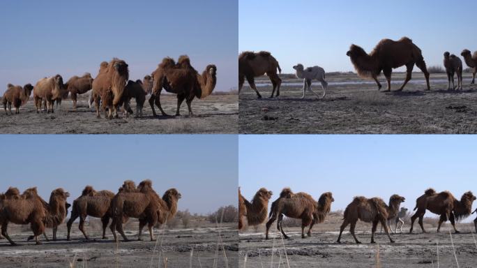 戈壁滩上的野骆驼