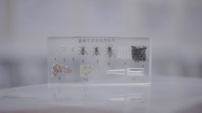 蜜蜂生活史包埋标本