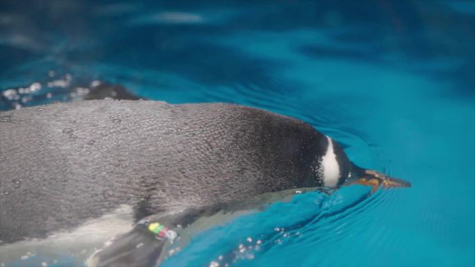 4K南极企鹅可爱下水游泳合集