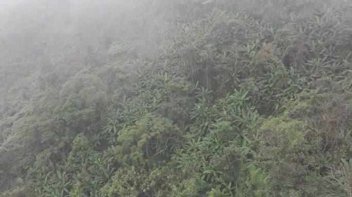 4K-Log-航拍热带雨林，海南百花岭