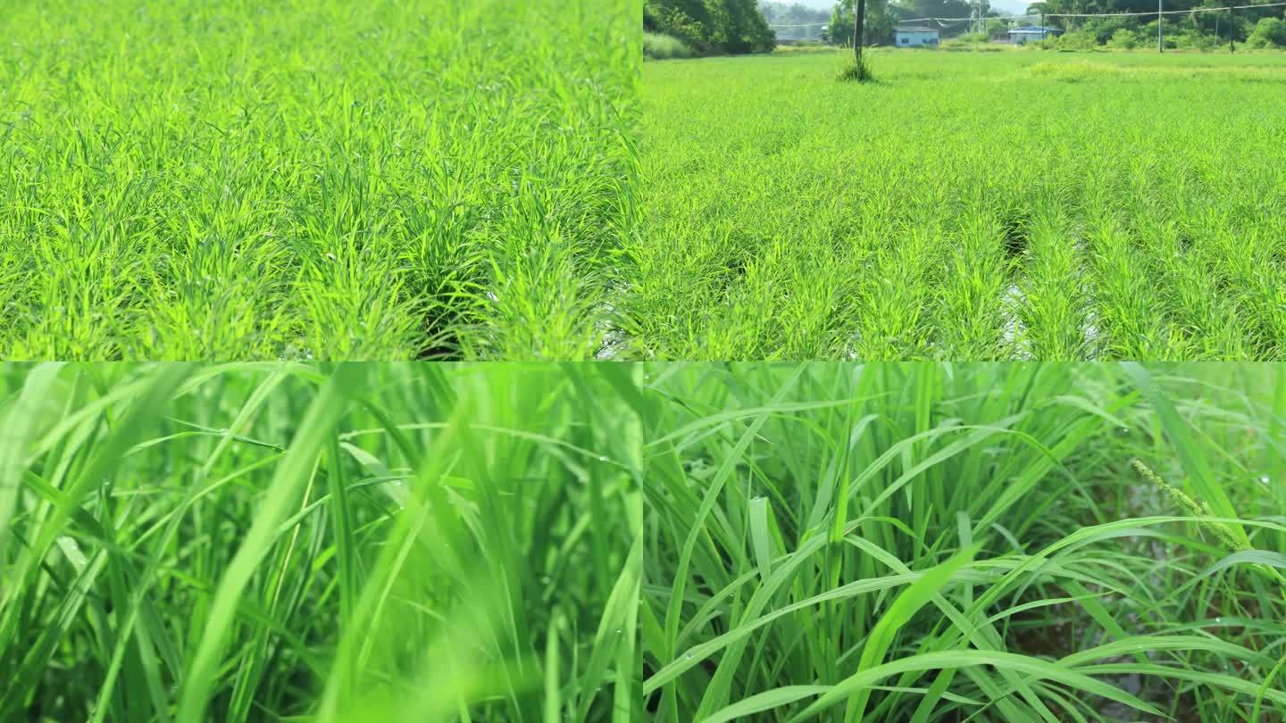 水稻种植（未调色）
