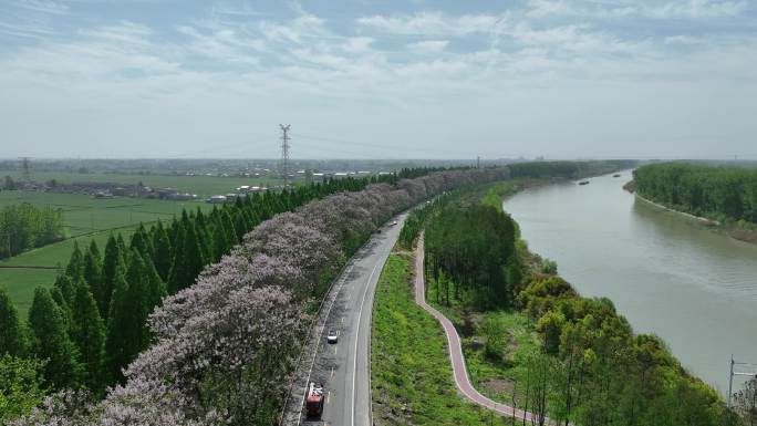 宝应国道泡桐花