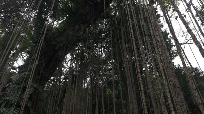 4K-Log-航拍热带雨林，海南万年神树