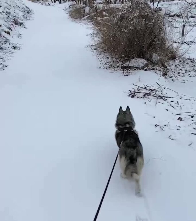 在雪天遛狗视频