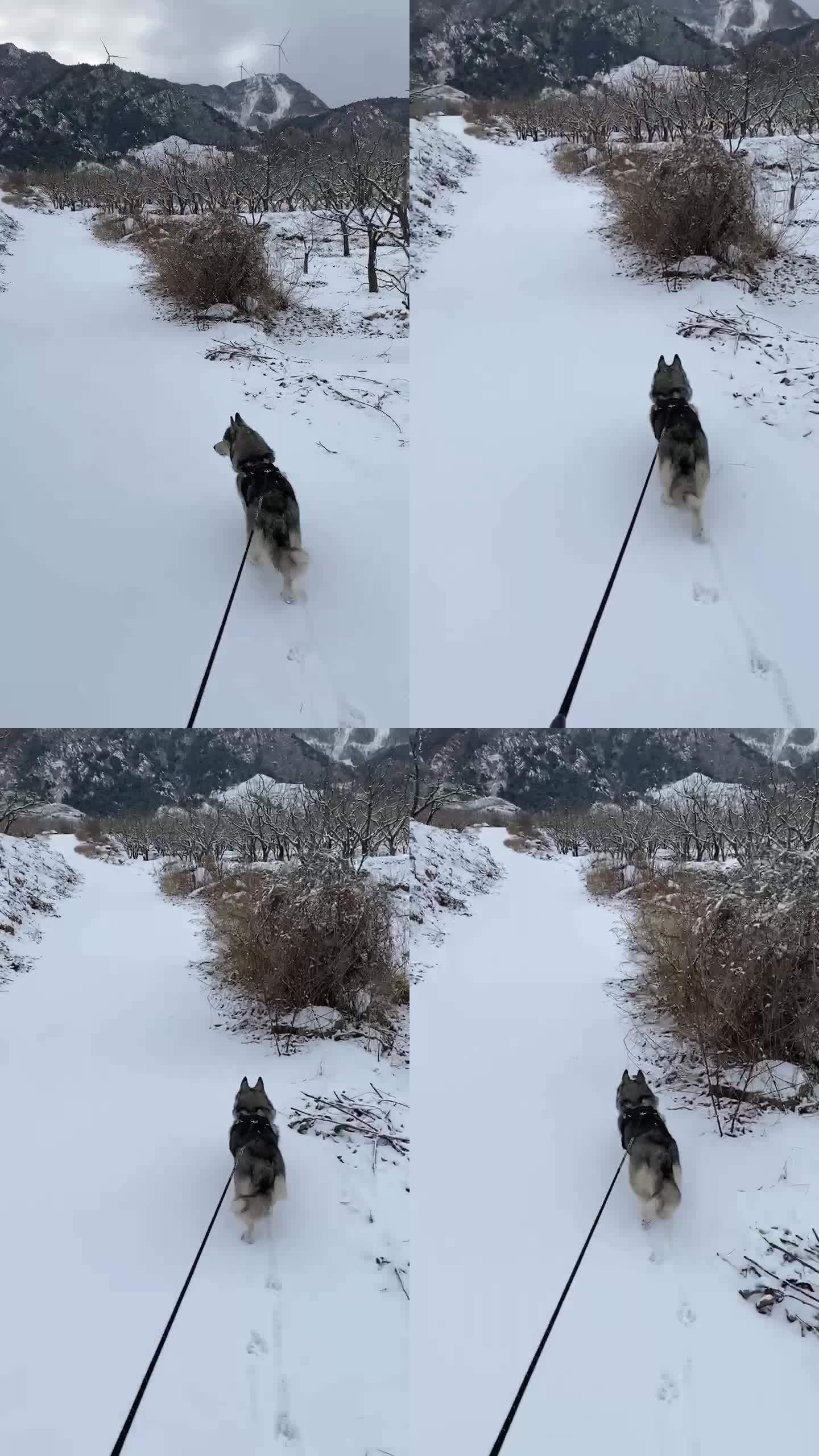 在雪天遛狗视频