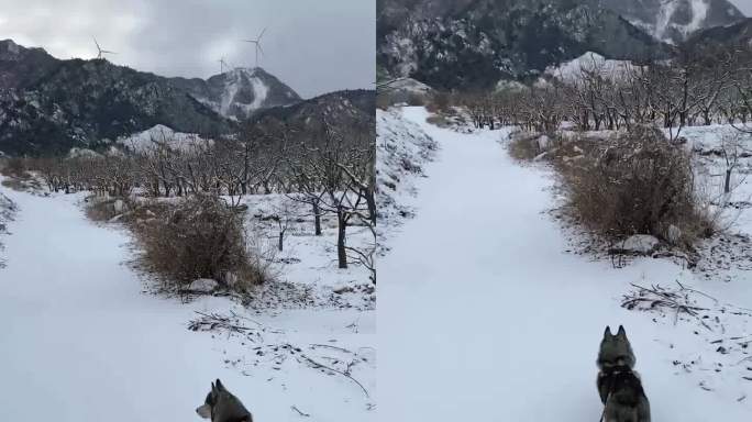 在雪天遛狗视频