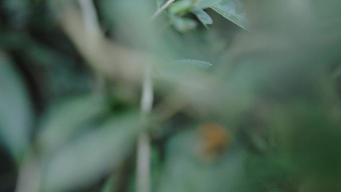 《瓢虫漫步：绿叶上的小小世界》