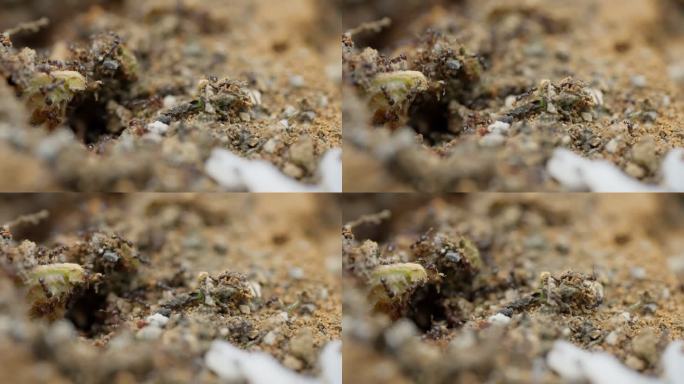 蚂蚁窝蚂蚁搬家微距特写实拍视频素材