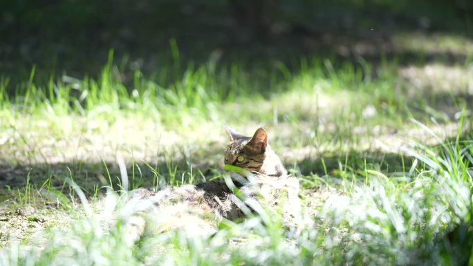 在草坪游玩的小猫