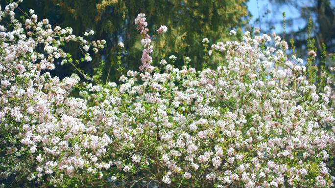 春暖花开繁花似锦春天春色满园关不住