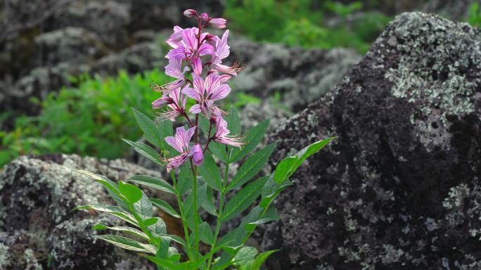 大兴安岭常见植物01