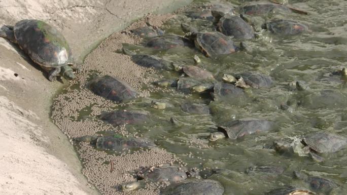 草龟乌龟金钱龟养殖基地