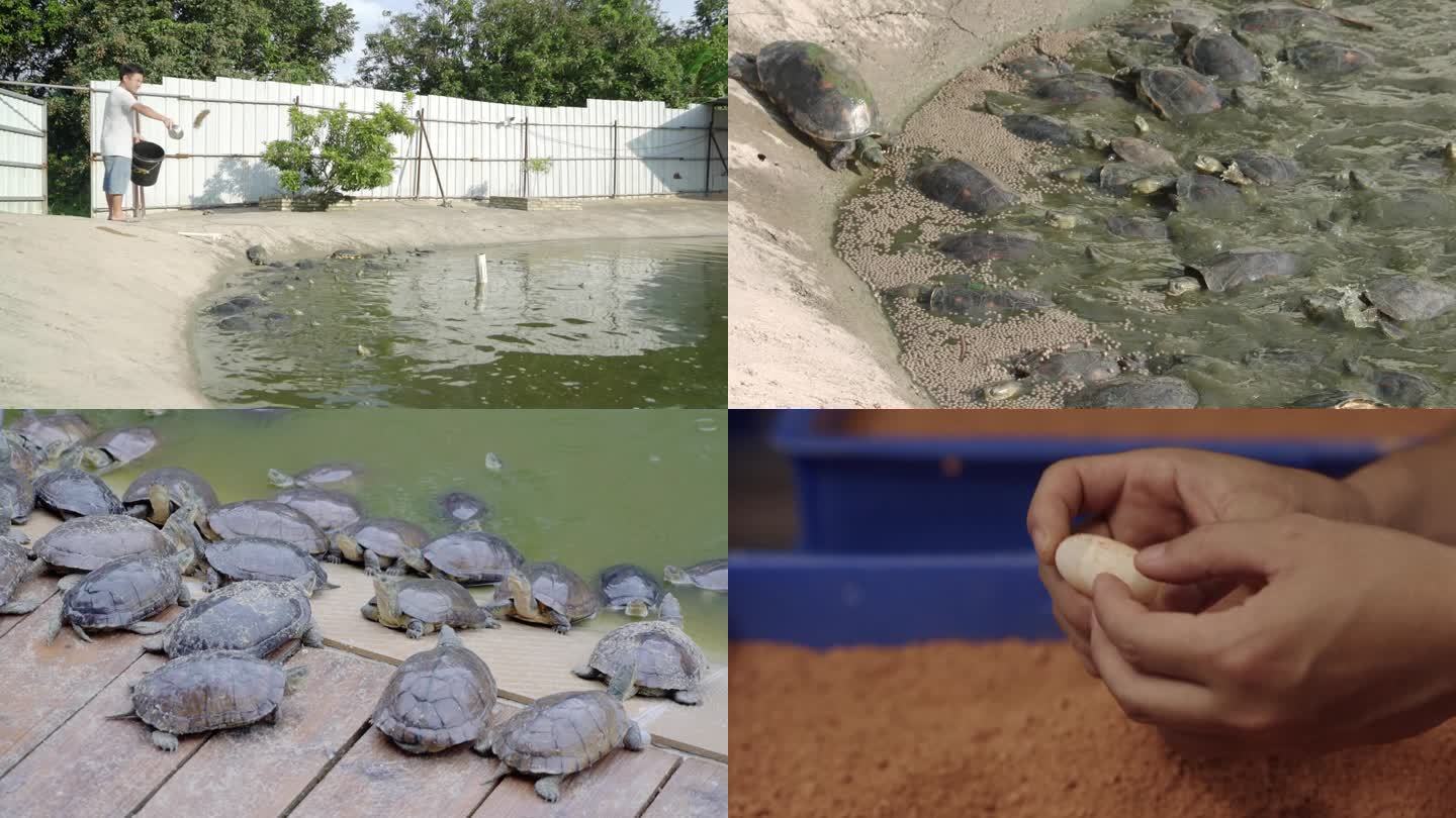 草龟乌龟金钱龟养殖基地