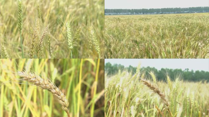大田小麦成熟期 倒伏 小麦赤霉病 病穗