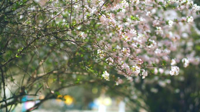 春天春暖花开繁花似锦春色满园关不住