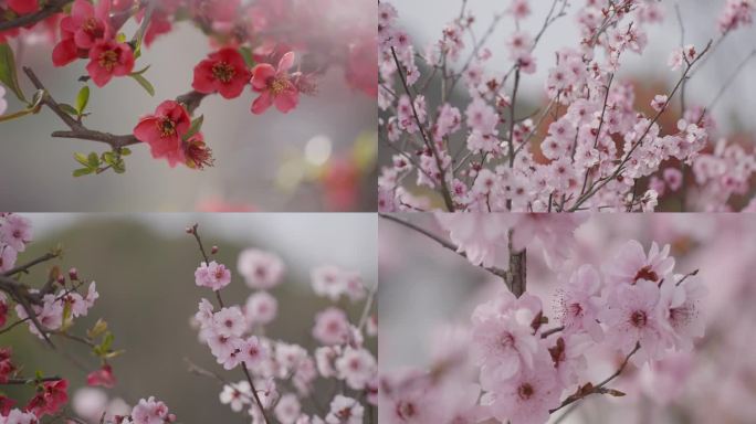 4K 樱花 海棠花 春天盛开的花