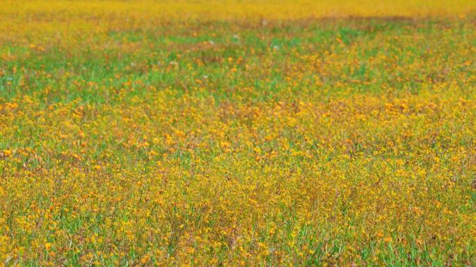 呼伦贝尔大草原的牛群-小黄花